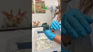 When a White’s Tree Frog comes in with red legs, it can be a sign of red leg disease #tree frogs