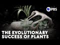 How (Some) Plants Survived The K-Pg Extinction