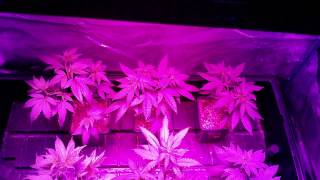 Connoisseur grow update 4 GrowBlu