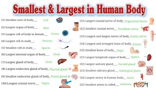 General Information // Smallest & Largest Organ in Human Body