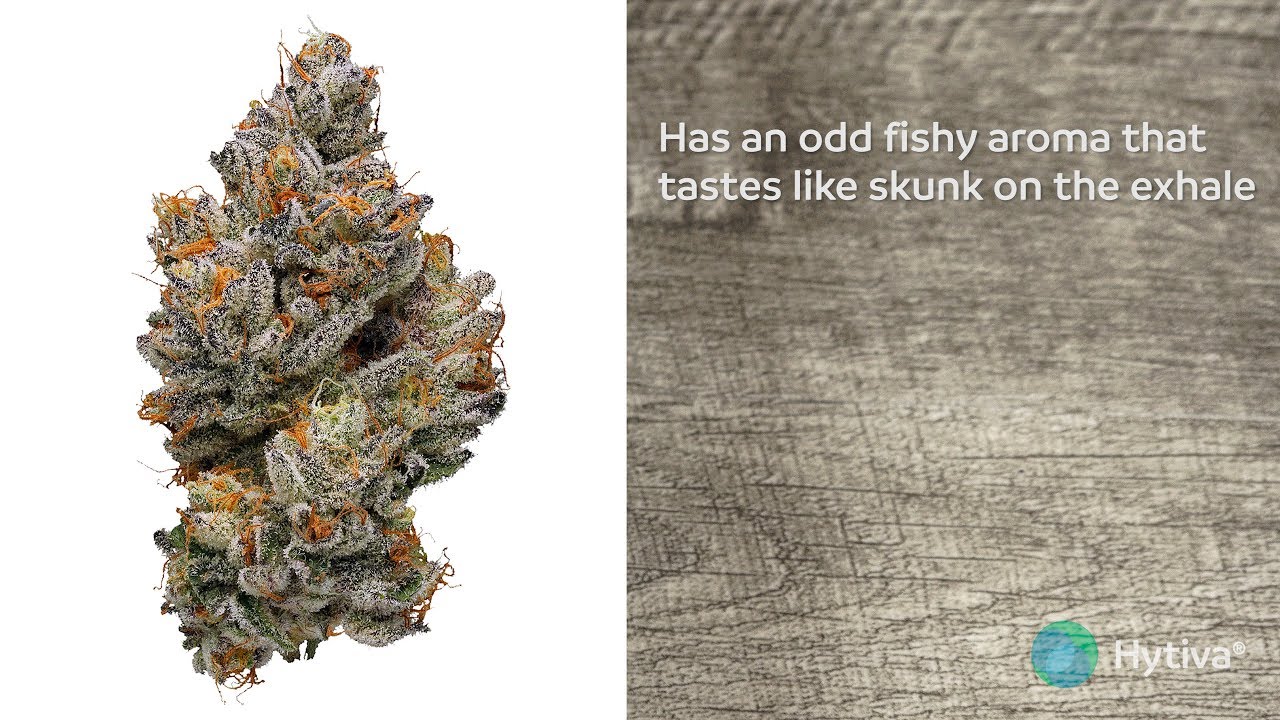 Tuna Kush | Strain Review