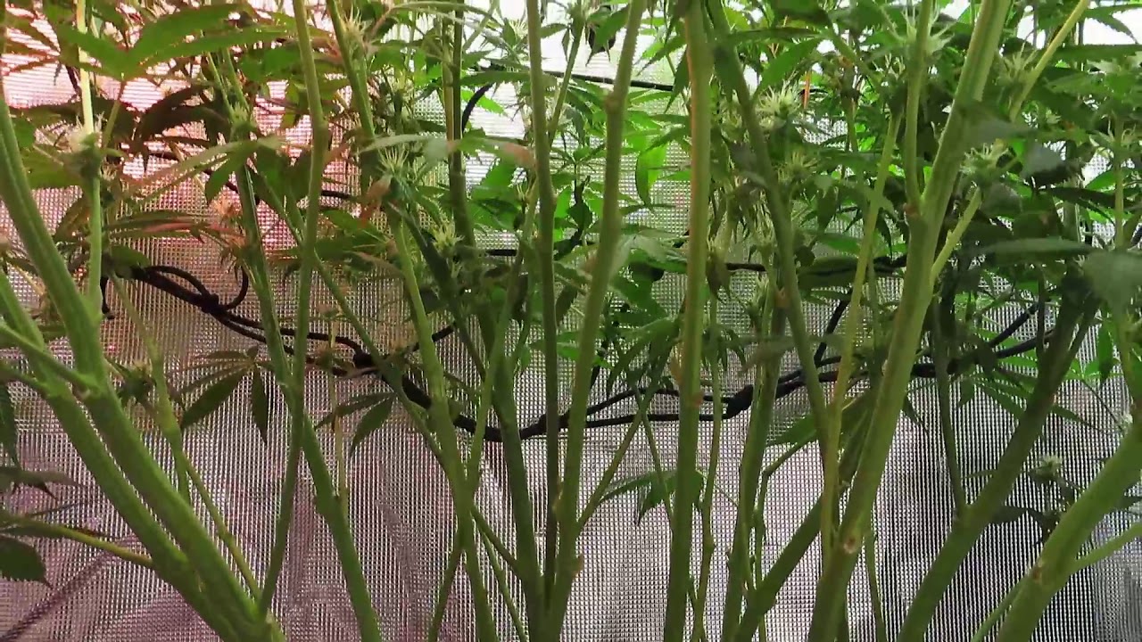 Grizzly x Skunk f34 RDWC