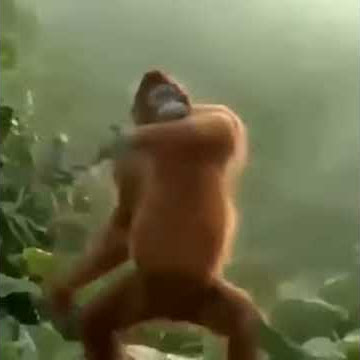 Ketek poto koyok wong edan kui bebas