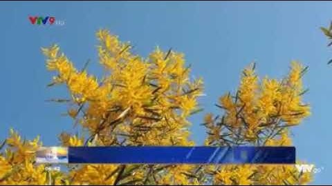 Phan thiết quê tôi