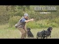 Circle Memory Part 1- Labrador Retriever Training Circle Memory Part 1- Labrador Retriever Training