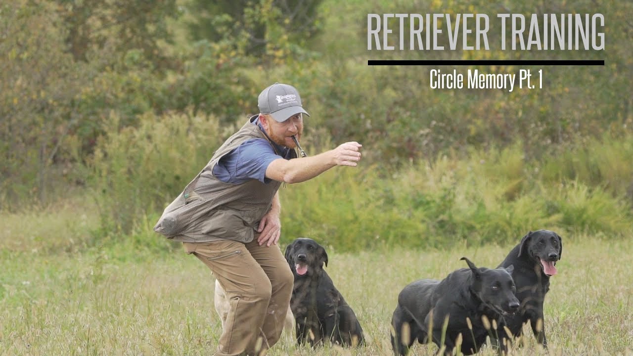 Circle Memory Part 1- Labrador Retriever Training