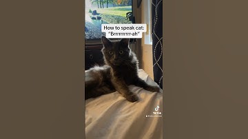 How to Speak Cat: Lesson 3