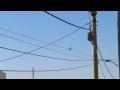 CANTO DEL COLIBRI - PICAFLOR - HERMOSO VUELO
