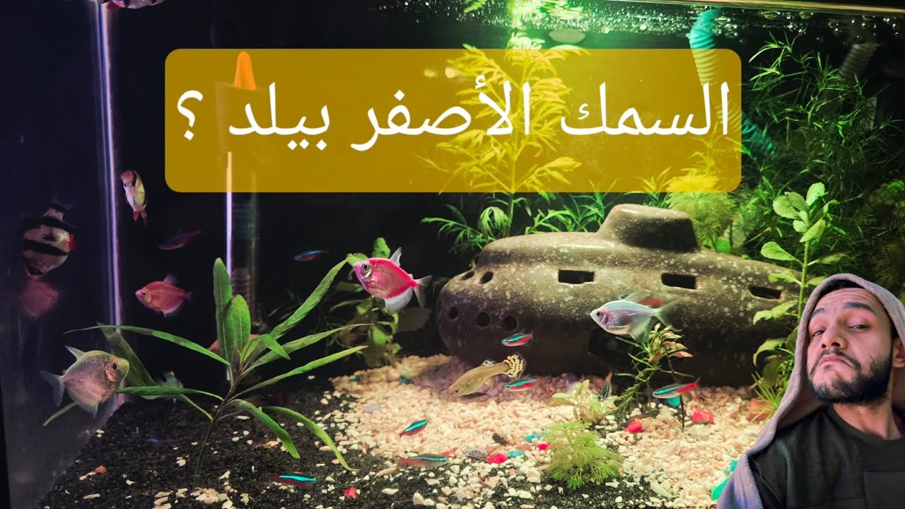 قصتي مع  حوض الأسماك   