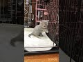生後3ヶ月のチロ #猫  #cat  #shorts