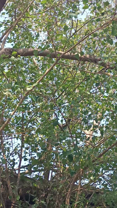 Arasamaram