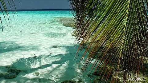 سورة القلم شيرزاد طاهر