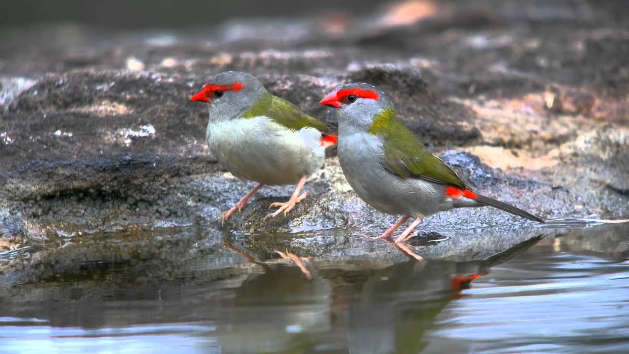 Red browed Finches drinking 9Mar 2015 