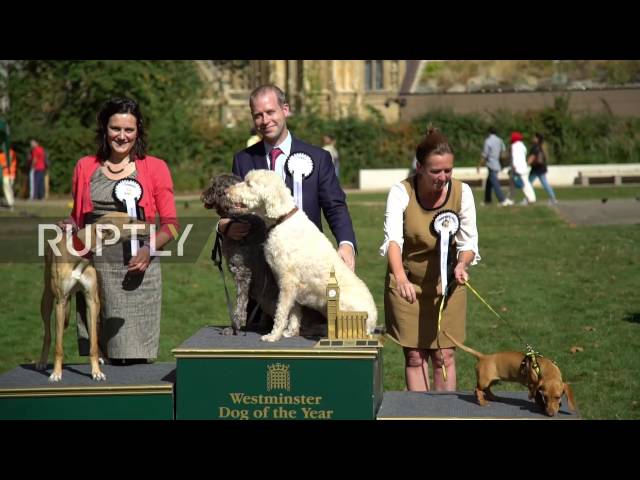 westminster dog of the year