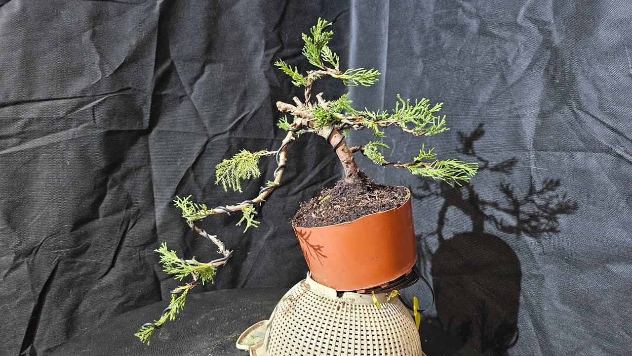 Juniperus Mint Julep - De vivero a Bonsai - Formacion (29/10/2023)