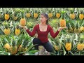 Harvesting pineapple goes to countryside market sell bbq cooking  ly tieu toan