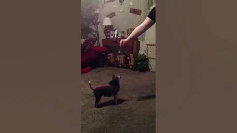 Dog jumping for treat