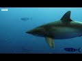 Mesmerising Moments From the Life of a Shark | BBC Earth