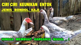 Ciri2 Keunikan Entok Jenis Bondol Kaji Sehingga Membuat Harganya Mahal | muscovy duck
