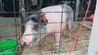 Trumbull County Fair, Ohio July 11, 2023