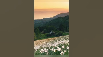 سورة القمر | سَيُهْزَمُ الْجَمْعُ وَيُوَلُّونَ الدُّبُرَ