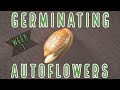 Week 1 how to germinate autoflowers