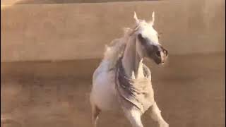 Arabian horse #  الخيل العربيه الاصيله