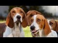 foxhound americano - (American Foxhound) Raza de Perro