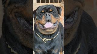 Monster representing #rottweiler #trending #funny #shorts #comedy #video #viral #india #dog #love