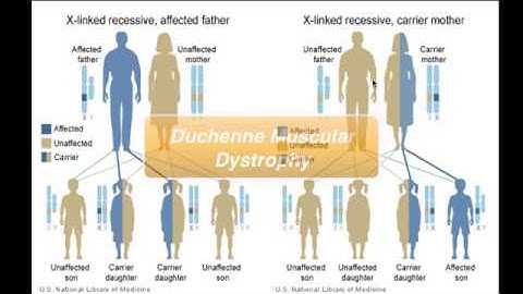 Sex-Linked Inheritance