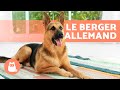 Berger allemand  origine caractristiques dressage et soins