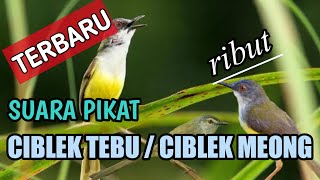 SUARA PIKAT CIBLEK TEBU/CIBLEK MEONG RIBUT