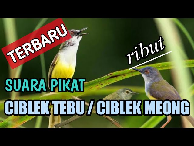 SUARA PIKAT CIBLEK TEBU/CIBLEK MEONG RIBUT class=