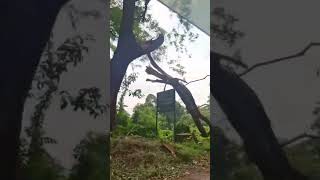 Tourist place nelliyampathy