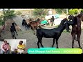 Beetal Goats Trader in Maharashtra |SKY GOAT CLUB| Baramati| Beetal Goats Kids For Sale Best Quality