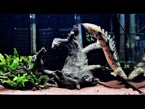 古代魚水槽 ざっくり流木レイアウト Youtube