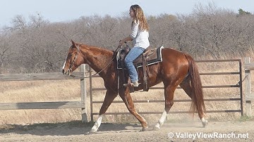 Ichi Bitsy Starlight - beautiful jogs, stops, turns! - ValleyViewRanch.net