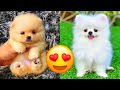 Pomeranian — Cute And Hilarious Videos And Tik Toks Compilation