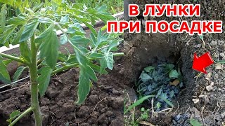 КИНЬТЕ ЭТУ ОРГАНИКУ НА ДНО ЛУНКИ ПРИ ПОСАДКЕ ТОМАТОВ И ОНИ СРАЗУ ПОЙДУТ В РОСТ КРЕПКИЕ И ЗДОРОВЫЕ