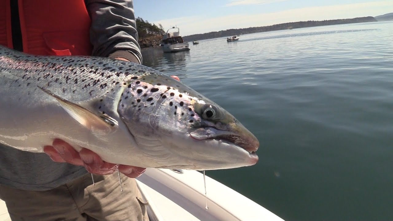 At Least 1 Escaped Salmon Found in South Puget Sound Waters