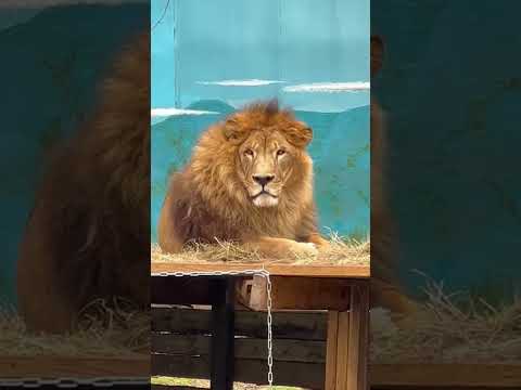 Лев Бонифаций и его дружная семья! - YouTube