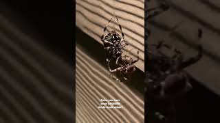 Tickling Spiders Why Wont You Look? Scared? Of Spiders? Never Before Seen