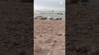 Indahnya Pantai Indonesia Timur Papua shorts indonesia papua viral update