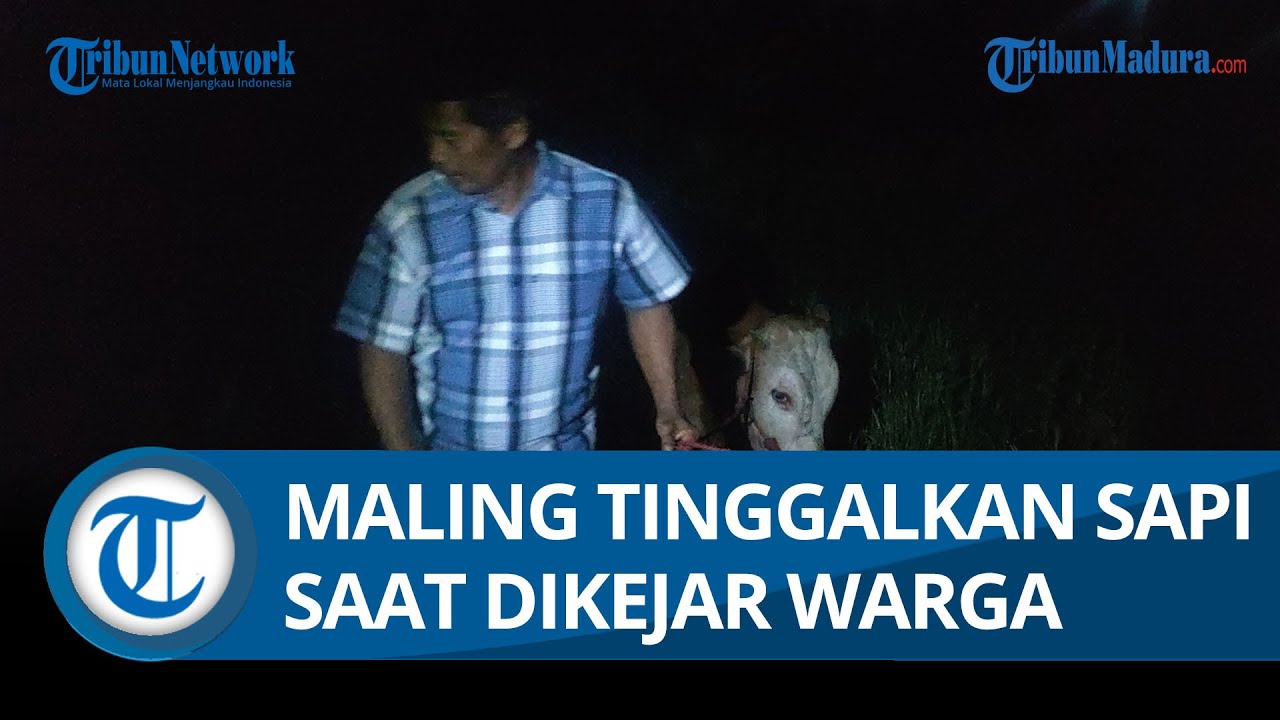 Dikejar Warga, Maling di Probolinggo Tinggalkan Sapi Curian di Sawah, Muncul 3 Orang Mencurigakan