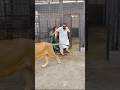 Lion Ha Billi Nahi ЁЯШО Animals Ytshorts Lion Mian Saqib Petlover Lion Ha Billi Nahi ЁЯШО Animals Ytshorts Lion Mian Saqib Petlover
