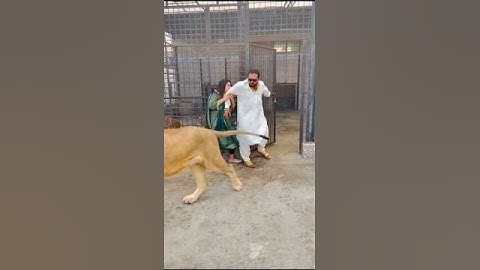 Lion Ha Billi Nahi 😎 #animals #ytshorts #lion mian Saqib #petlover