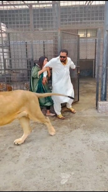 Lion Ha Billi Nahi 😎 #animals #ytshorts #lion mian Saqib #petlover