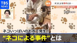ネコいっぱいのお寺で発生！“ネコによる事件”とは
