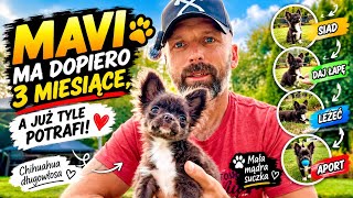 Mavi ma dopiero 3 miesiące, a już tyle potrafi! 🐶❤️ | SIAD, ŁAPA, LEŻEĆ, APORT