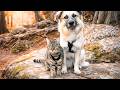 Scared Kitten And Guarded Dog From Trauma Become Soulmates